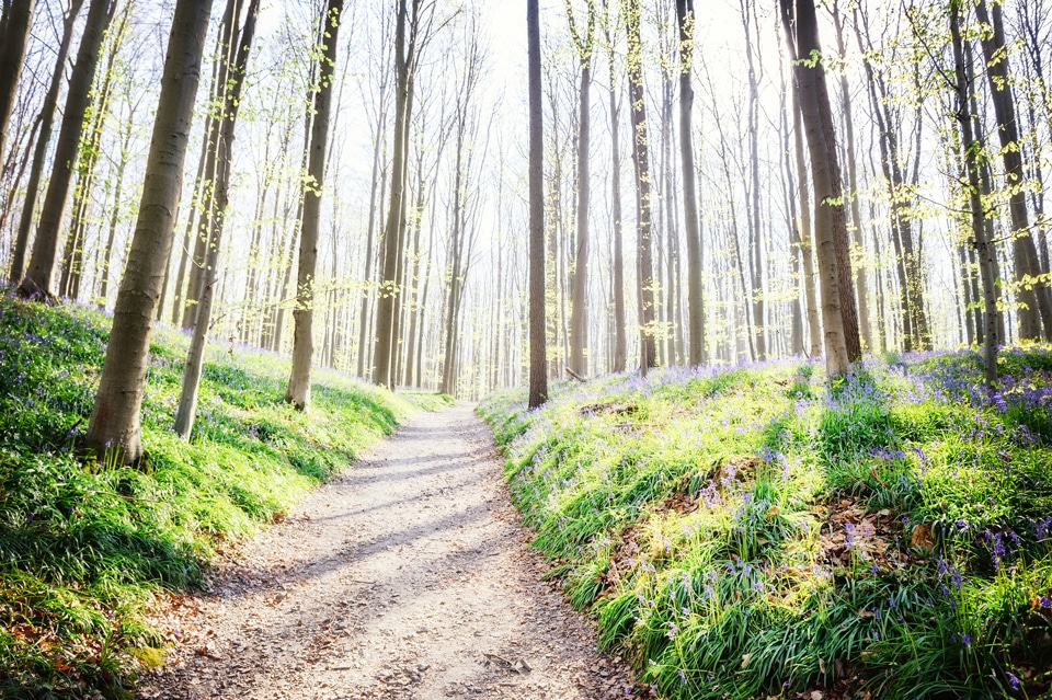 Path through spring forest